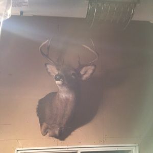 Meet your Posher, Oscar